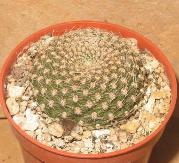Rebutia krainziana cv Rote Blüte