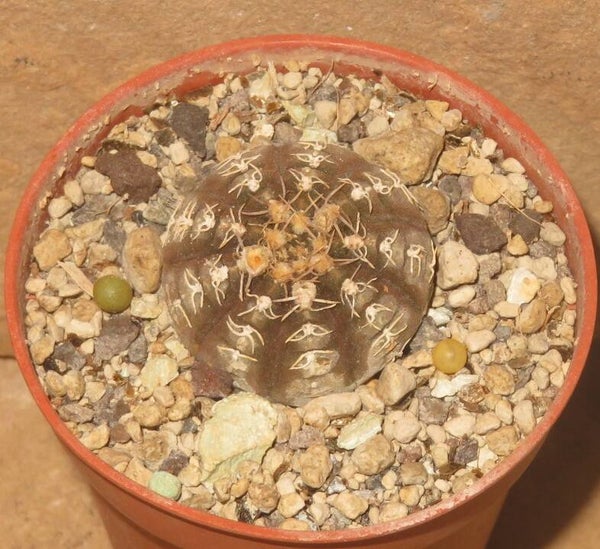 Gymnocalycium ragonesei