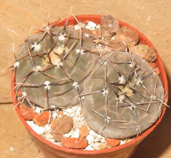 Gymnocalycium esperanzae
