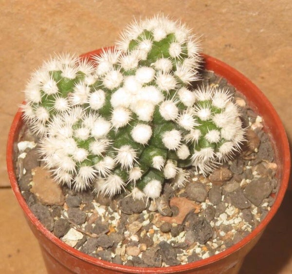Mammillaria vetula ssp gracilis cv Oruga