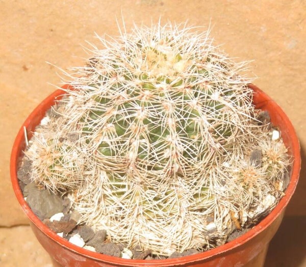 Gymnocalycium bruchii ssp. niveum LF90 Las Tres Cascadas, Cordoba, Argentinien