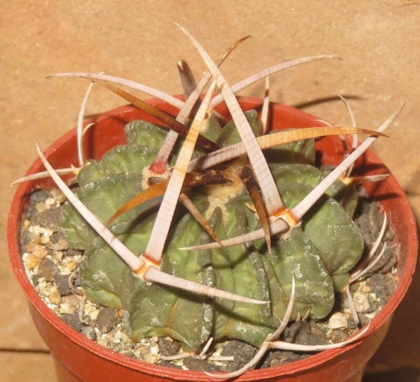 Echinofossulocactus coptonogonus PP959 SLP Mexiko