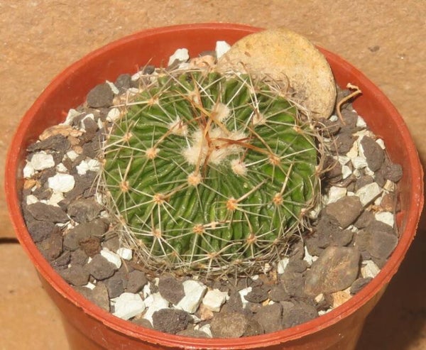 Echinofossulocactus multicostatus SB1147 Los Imagines Coahuila Mexiko