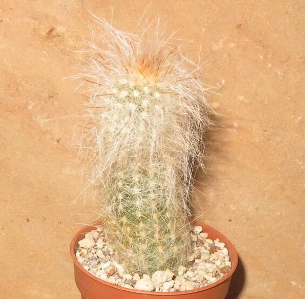 Cremnocereus albopilosus Mojokoa-Pasorapa Bolivien
