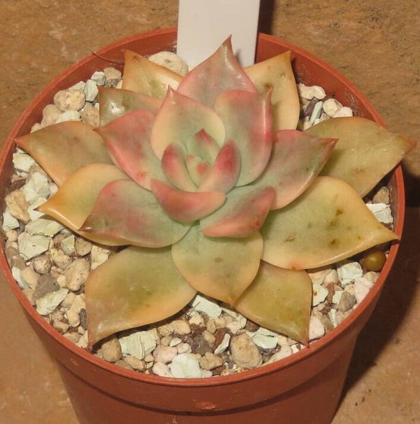 Echeveria cv Chimera variegata