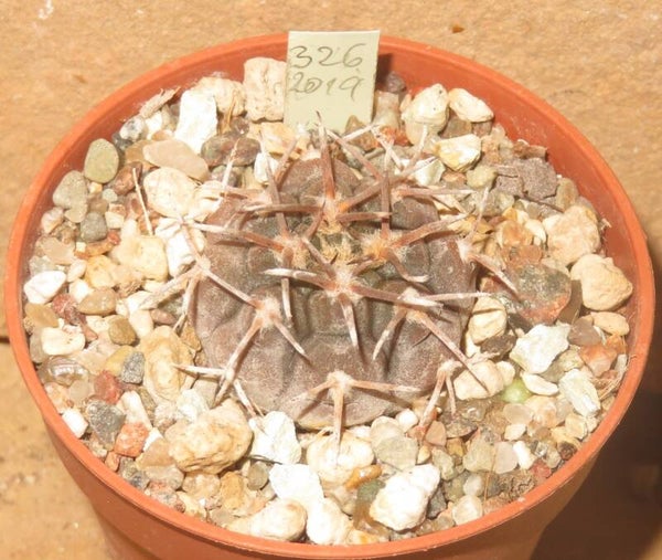 Gymnocalycium mucidum JBE183 La Rioja Argentinien