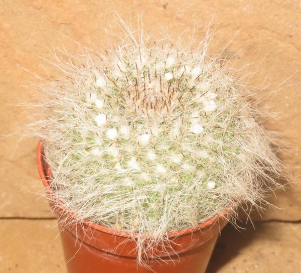 Mammillaria hahniana