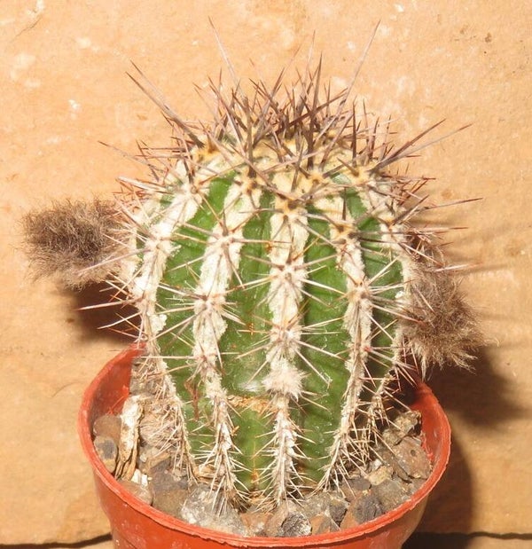 Echinopsis cv Haku Jo Maru