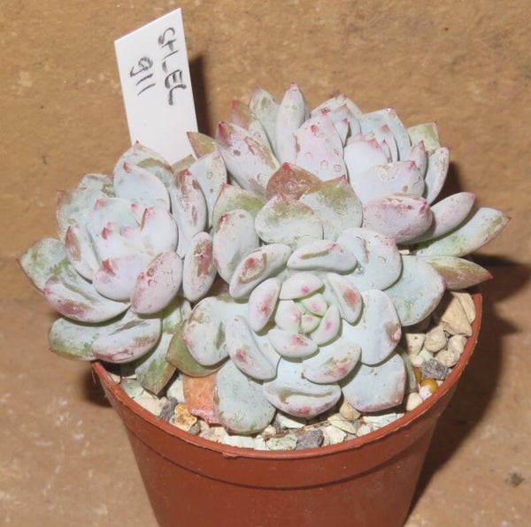 Echeveria cv Star Orange New!!!