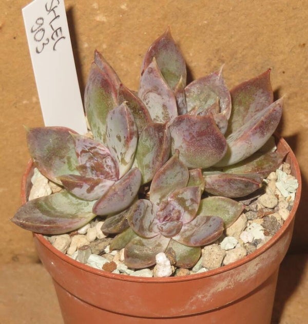 Echeveria cv White Soul New!!!