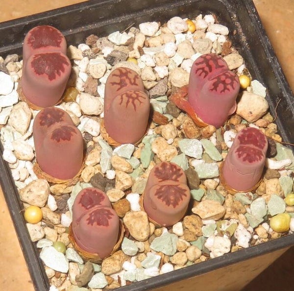 7x Lithops julii ssp julii cv Murasaki