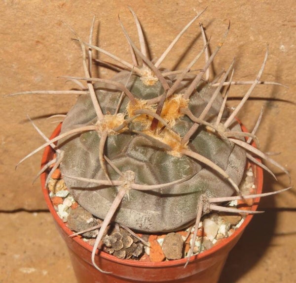 Gymnocalycium castellanosii f. bozsingianum VS19 Villa Chepes La Rioja Argentinien