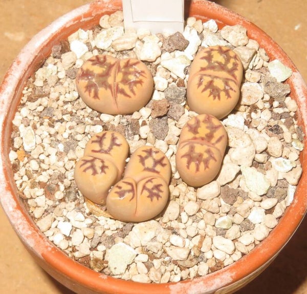 4x Lithops dorotheae cv Zorro