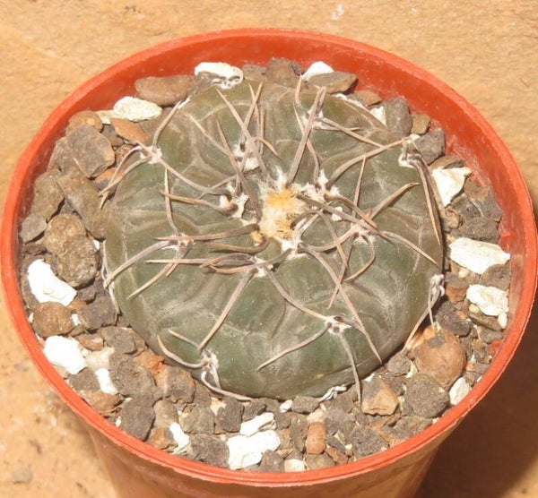 Gymnocalycium berchtii VS161 Chanares, San Luis, Argentinien
