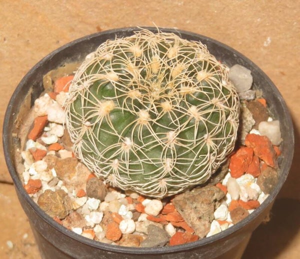 Gymnocalycium parvulum
