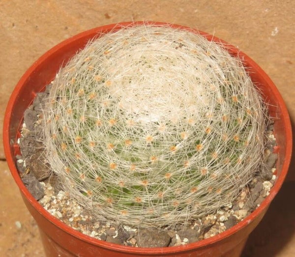 Mammillaria lenta