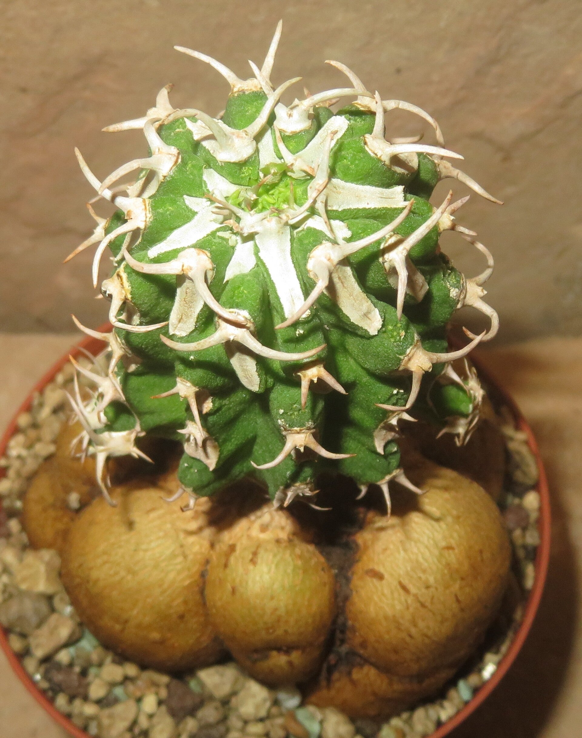 Euphorbia columnaris gepfropft auf E. Neorubella – Caudex Sukkulente