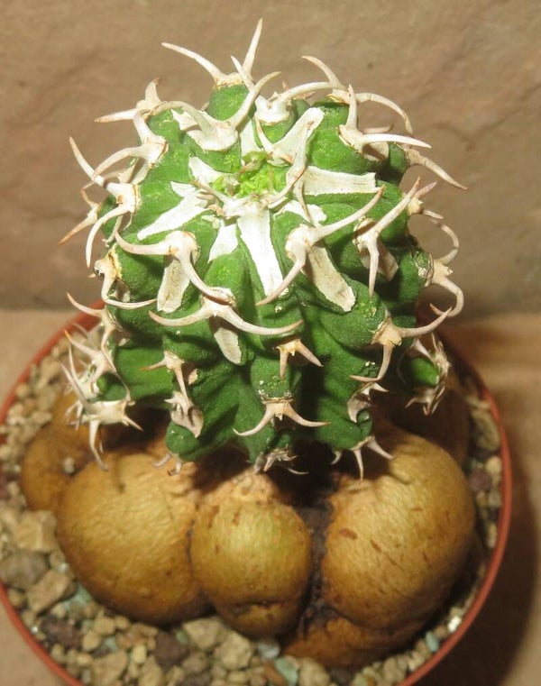 Euphorbia columnaris gepfropft auf E. Neorubella – Caudex Sukkulente