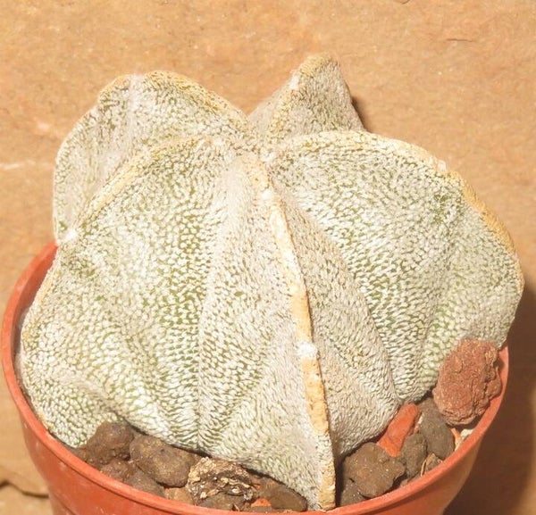 Astrophytum coahuilense