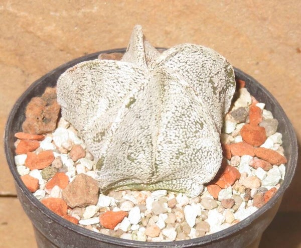 Astrophytum coahuilense