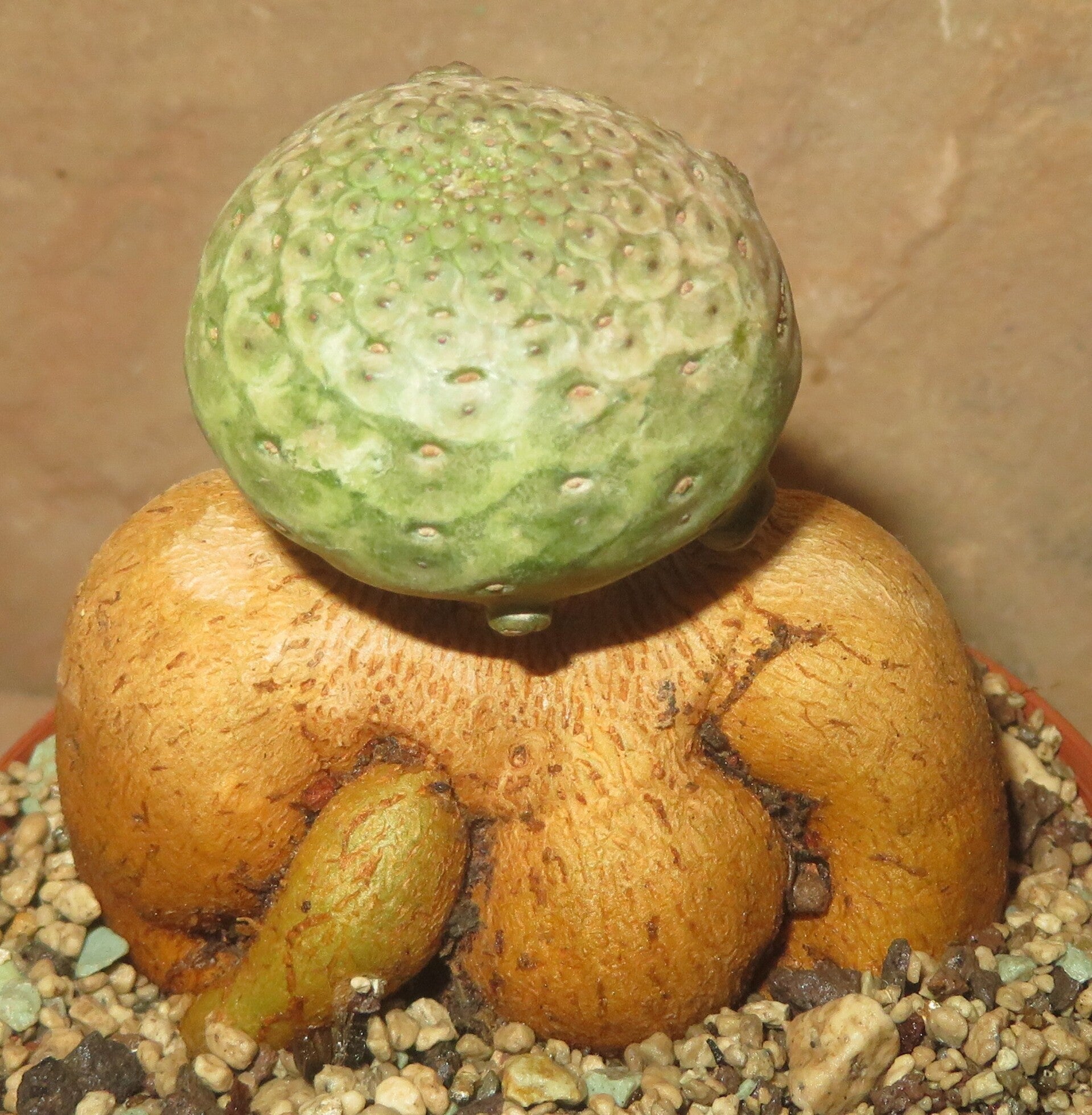 Euphorbia turbiniformis gepfropft auf E. Neorubella – Caudex Sukkulente
