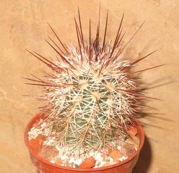 Echinocereus dasyacanthus v. rectispinus 40Km Villa Ahumada Chihuahua Mexiko