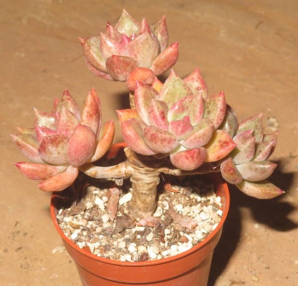 Echeveria cv Feminin - 2 Blätter / Blattstecklinge