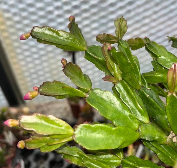 Schlumbergera cv Agnetha STECKLING – Weihnachtskaktus
