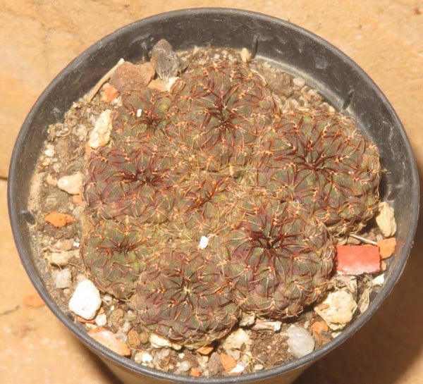 Sulcorebutia pulchra