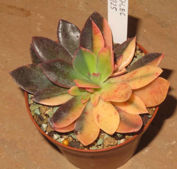 Echeveria cv Hanaikada variegata