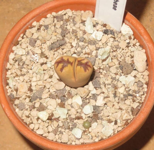 Lithops dorotheae cv Zorro