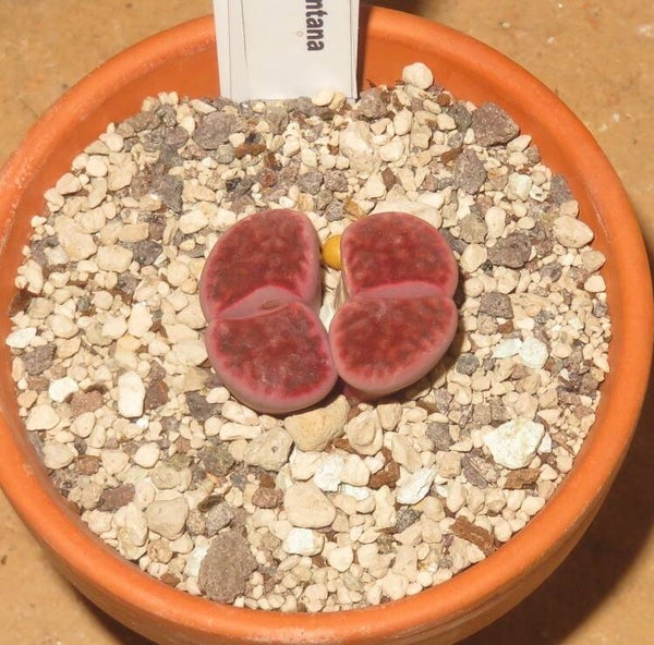 Lithops karasmontana cv Axel's Rose