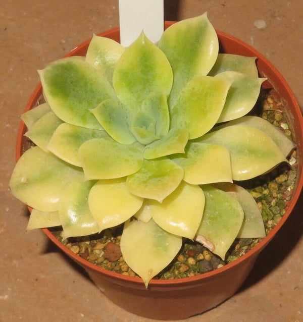 Echeveria cv Fun Queen variegata