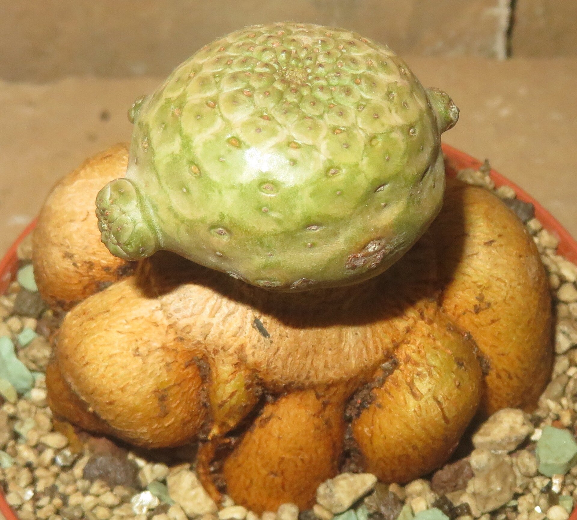 Euphorbia turbiniformis gepfropft auf E. Neorubella – Caudex Sukkulente
