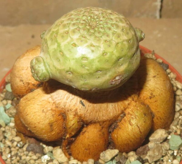 Euphorbia turbiniformis gepfropft auf E. Neorubella – Caudex Sukkulente