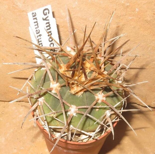 Gymnocalycium armatum - Alte Pflanze