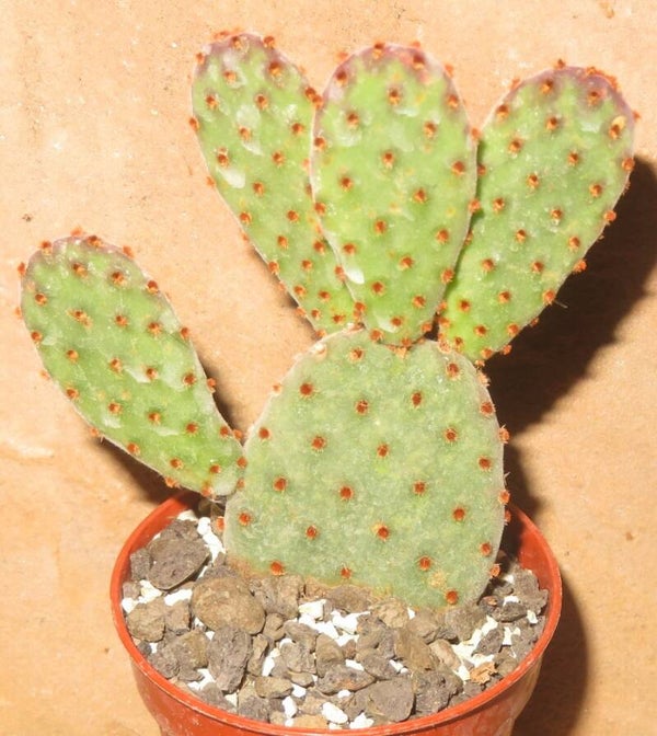 Opuntia microdasys v rufida