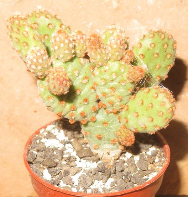 Opuntia microdasys v rufida f minima