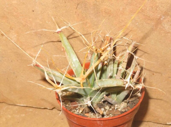 Leuchtenbergia principis