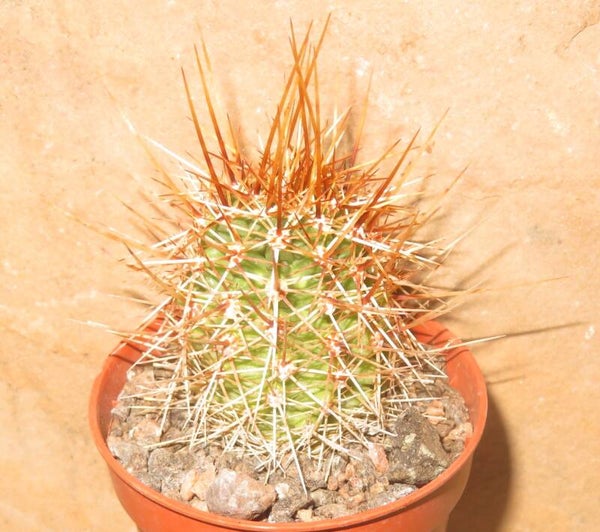 Echinocereus engelmannii