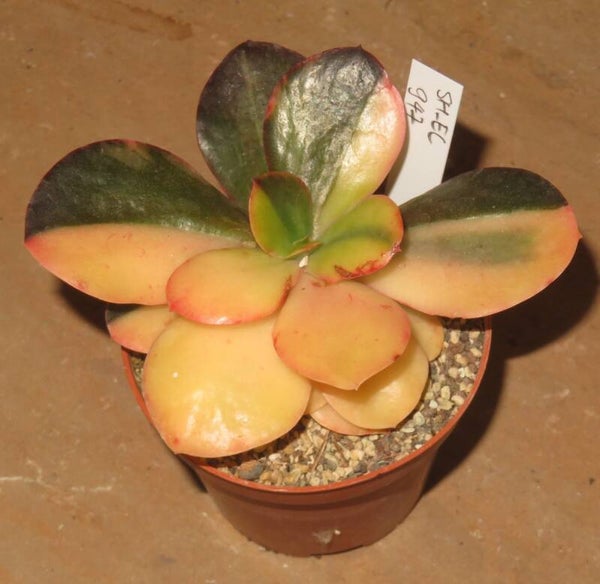 Echeveria cv Primadonna variegata