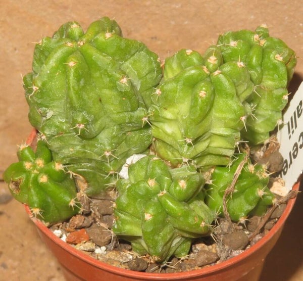 Echinocereus morricalii
