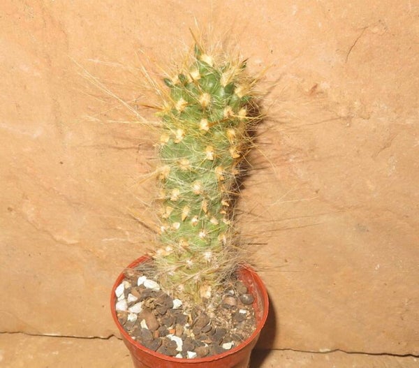 Tephrocactus floccosus
