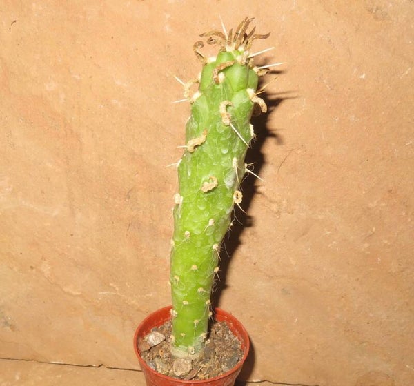 Cylindropuntia imbricata