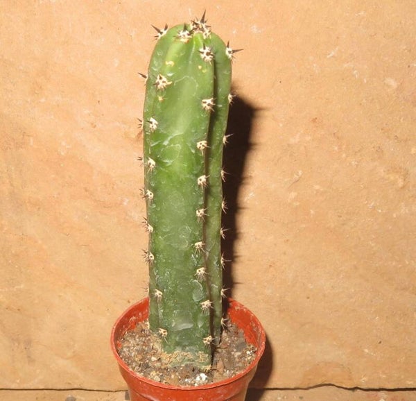 Harrisia jusbertii