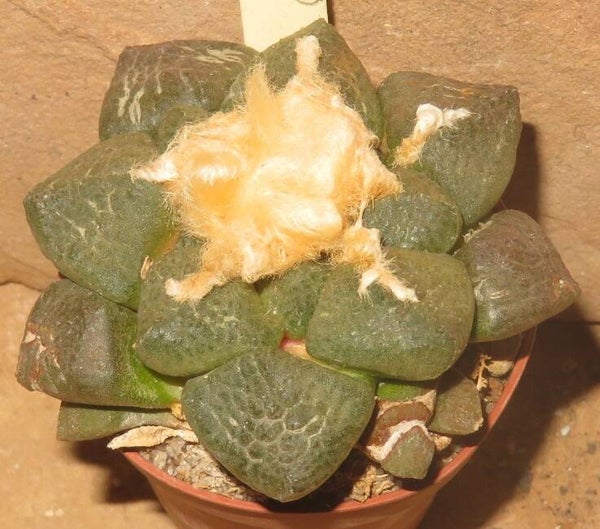 Ariocarpus lloydii