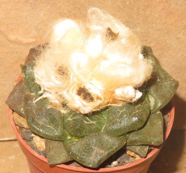 Ariocarpus lloydii