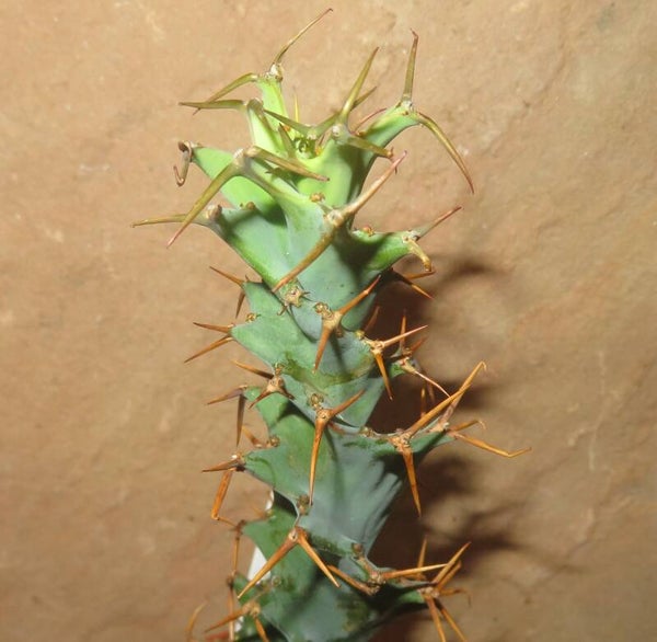Euphorbia tortirama – Spiral Caudex Sukkulente