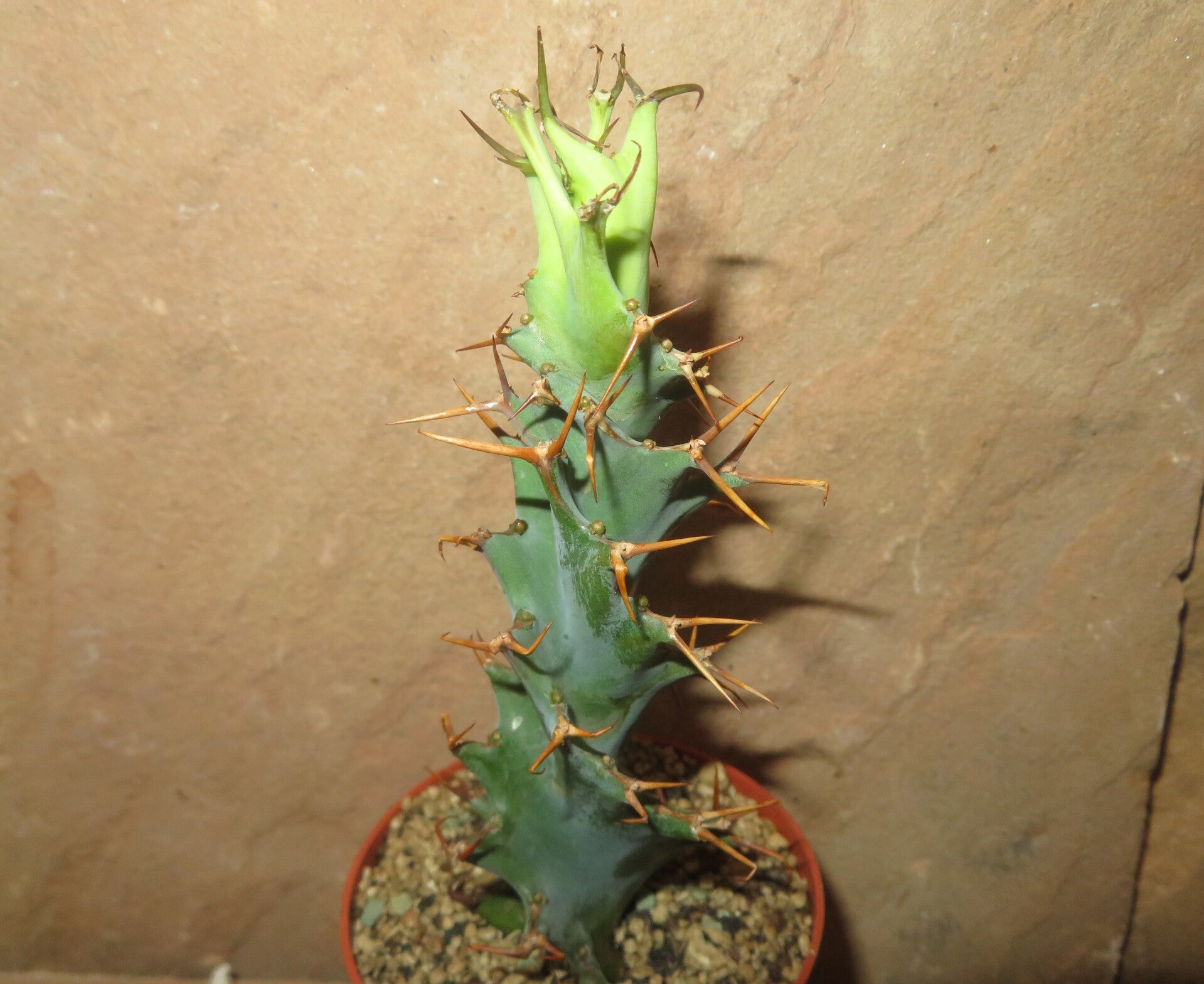 Euphorbia tortirama – Spiral Caudex Sukkulente