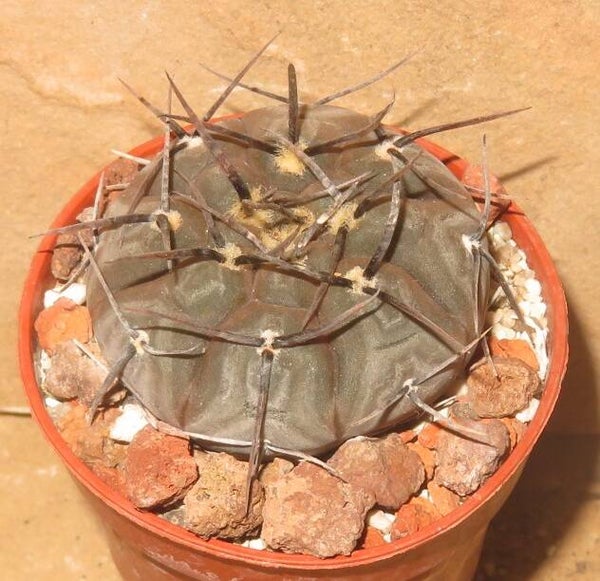 Gymnocalycium esperanzae